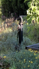 Passer domesticus