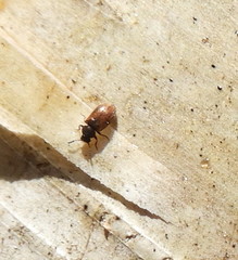 Paratenetus