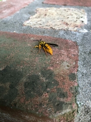 Paranthrene simulans