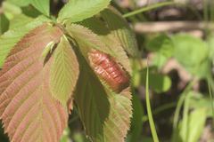 Taphrina virginica