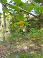 Berberis × ottawensis