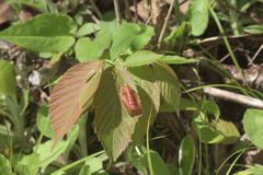 Taphrina virginica