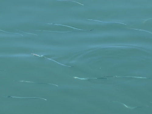 Garfish