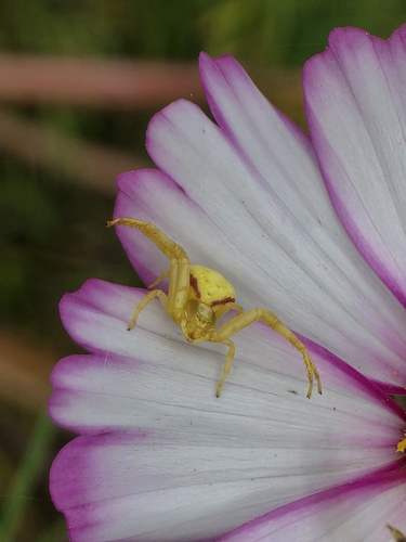 Goldenrod Crab Spider