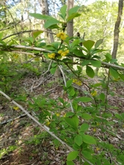 Berberis × ottawensis
