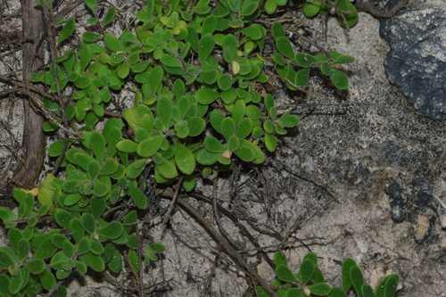 Leiocarpa supina, 2026-09-21