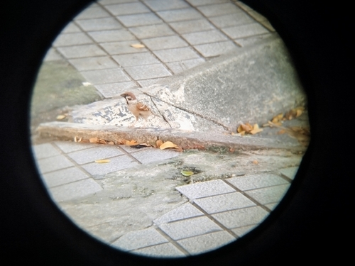 Eurasian Tree Sparrow