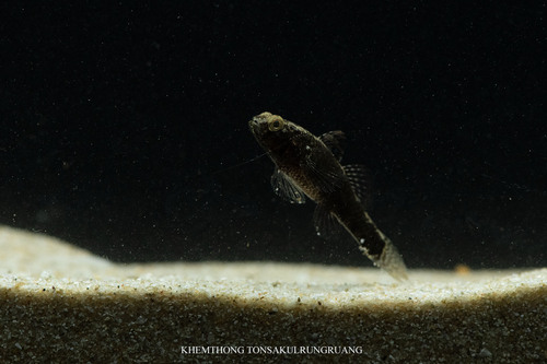 Redigobius observed 2026-09-26