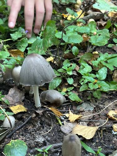 Наблюдение на iNaturalist