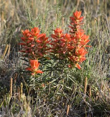 Castilleja integra