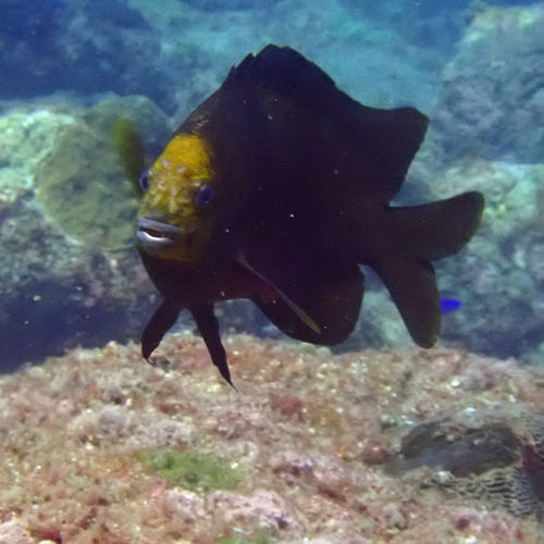 Parma polylepis observed 2026-09-27