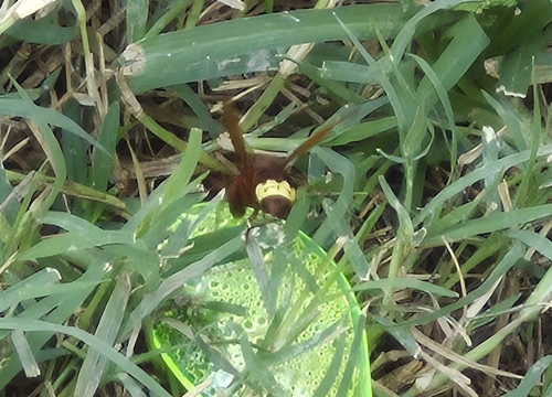 Oriental Hornet