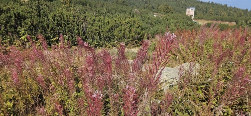 fireweed