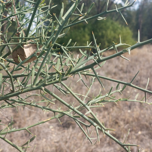 Desert lime (Citrus glauca)