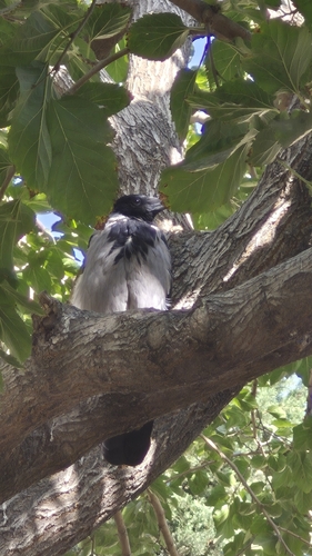 Hooded Crow