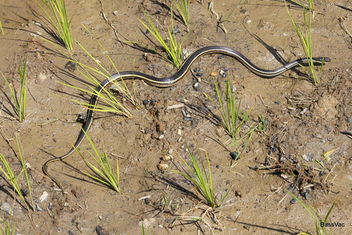 Photo of a Lateral Water Snake (Thamnosophis lateralis)