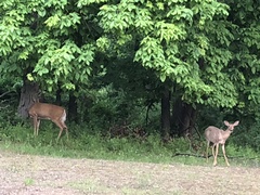 Odocoileus virginianus macrourus