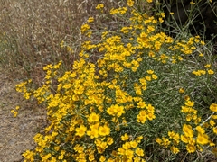 Eriophyllum jepsonii