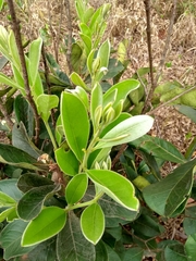 Eugenia klotzschiana