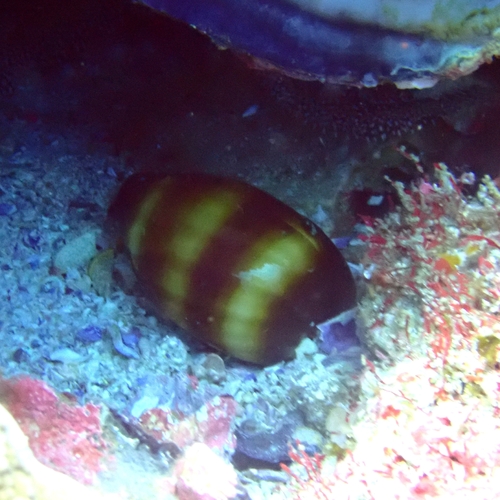 Cypraea talpa observed 2026-09-27