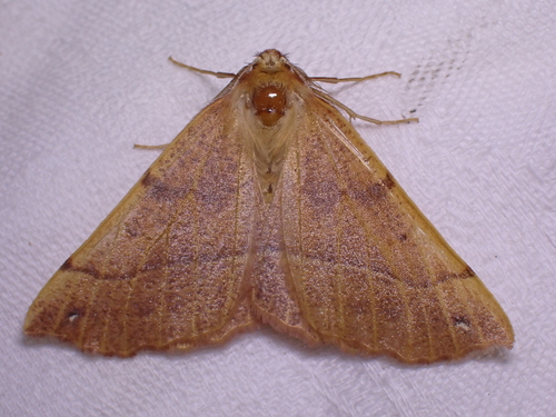 Feathered Thorn