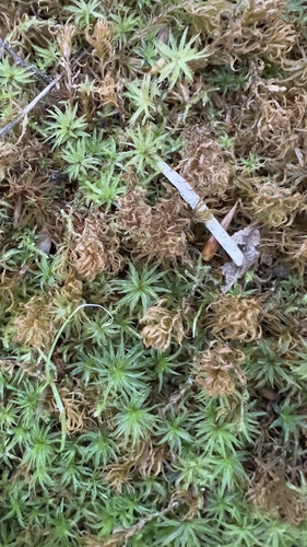 Atrichum altecristatum observed 2026-09-26