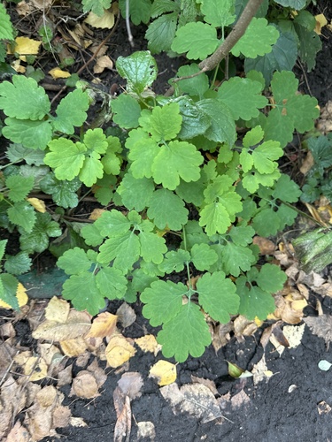 Наблюдение на iNaturalist