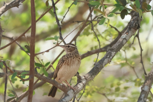 iNaturalist image