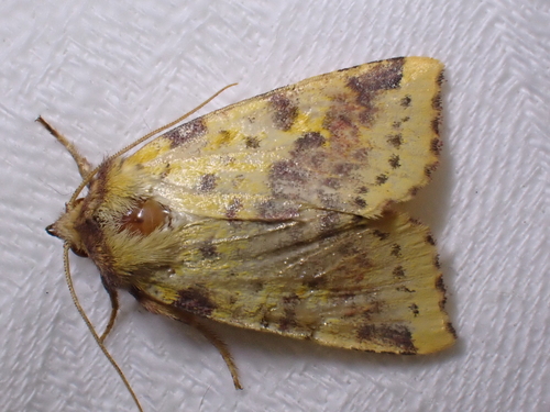 Pink-barred Sallow