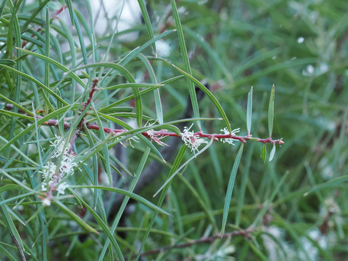 Hakea ulicina observed 2026-09-28