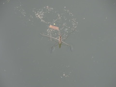 Aquarius conformis