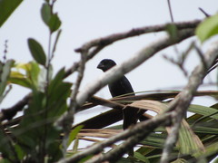 Sporophila crassirostris