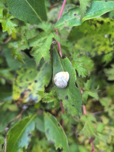 White-lipped Snail