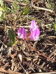 Astragalus angarensis