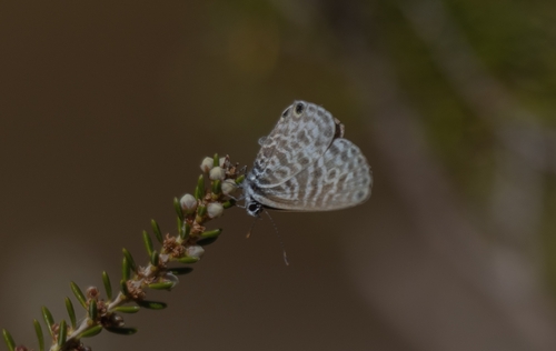 Lang's Short-tailed Blue