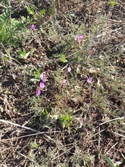 Astragalus angarensis