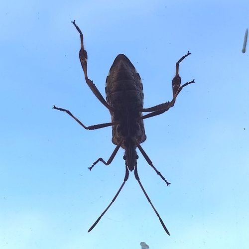 Western Conifer Seed Bug