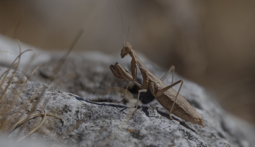 Grey Mantis