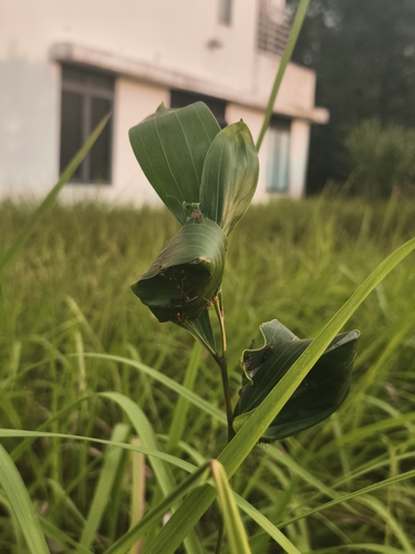 Asian Weaver Ant