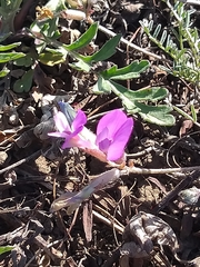Astragalus angarensis
