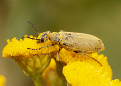Epicauta ferruginea