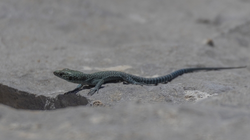 Sharp-snouted Rock Lizard