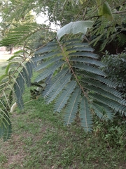 Albizia julibrissin