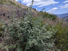Malacothamnus aboriginum