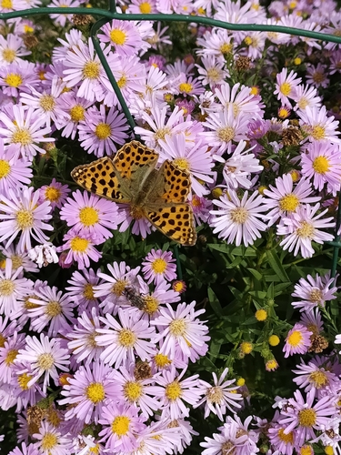 Queen of Spain Fritillary