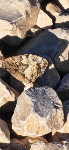 Grayling