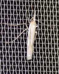 Eufernaldia cadarellus