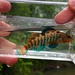 Rainbow Darter - Photo (c) jforbes3, some rights reserved (CC BY-NC)