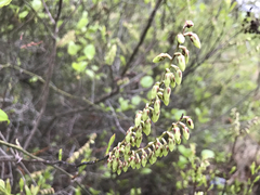 Eubotrys racemosa