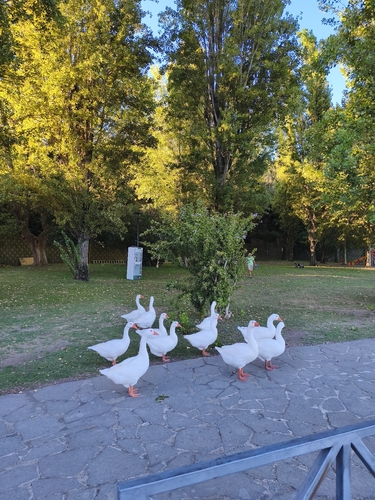 Domestic Greylag Goose